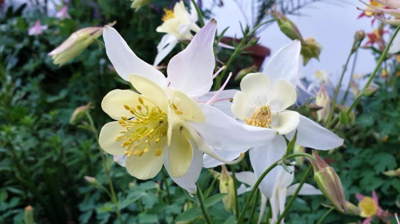 Pension Casa Anadam Băile Herculane エクステリア 写真