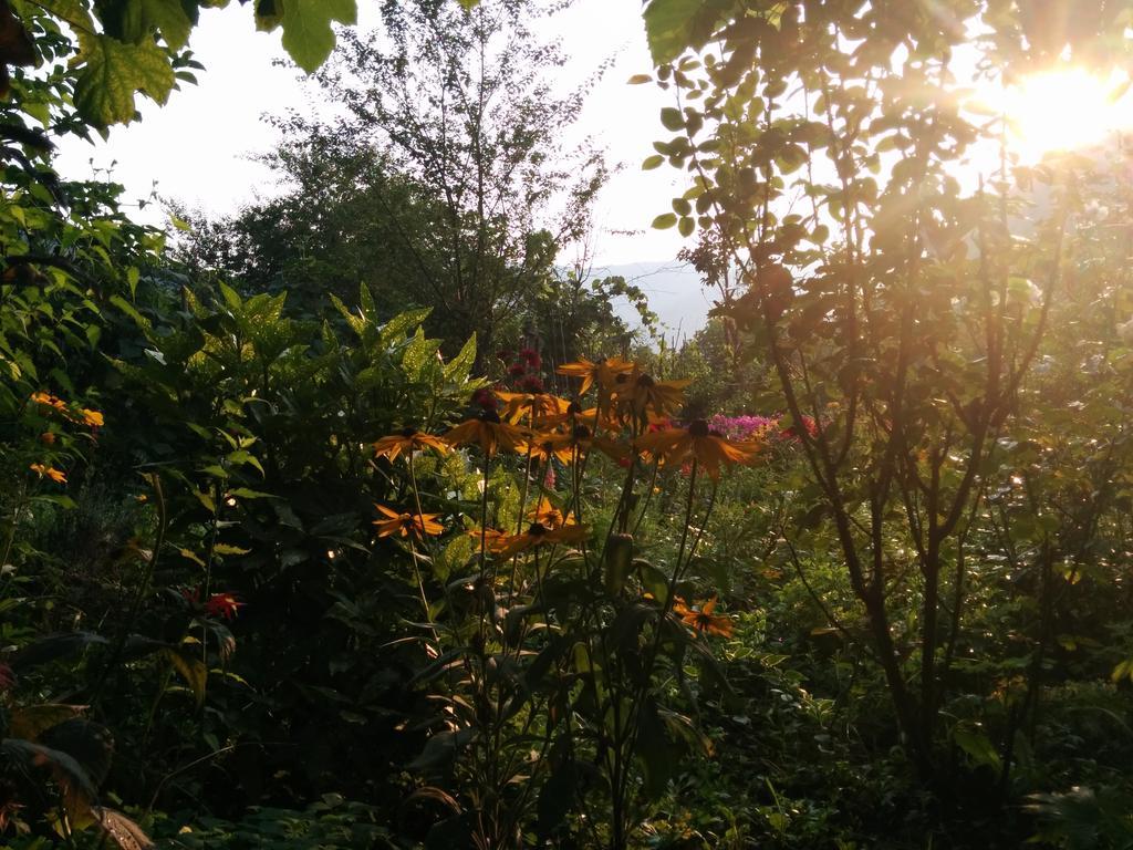Pension Casa Anadam Băile Herculane エクステリア 写真